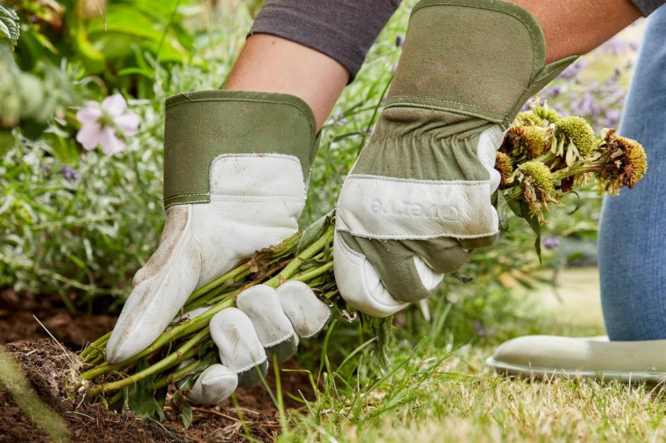 How to start a garden on a budget